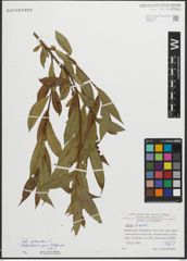 Foto von Salix pentandra L.